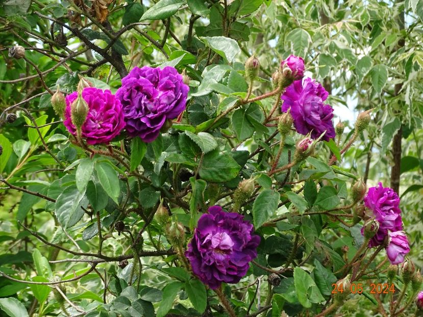  - Trandafiri 2024