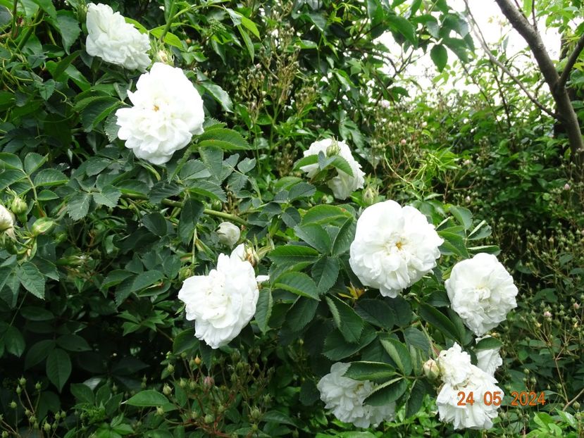  - Trandafiri 2024