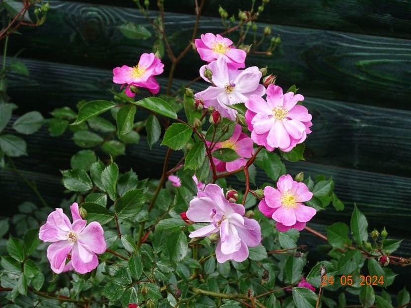  - Trandafiri 2024