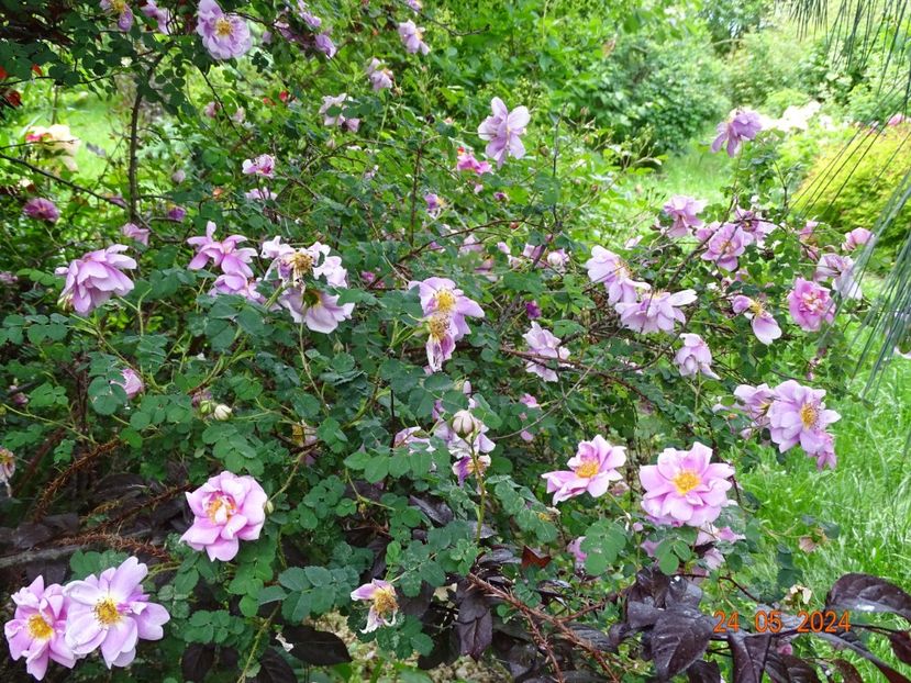  - Trandafiri 2024