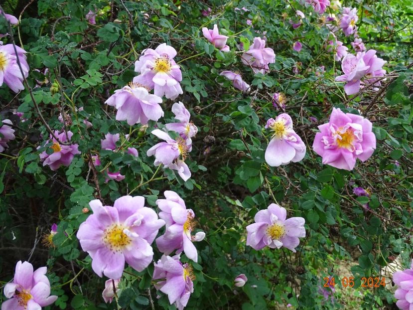  - Trandafiri 2024