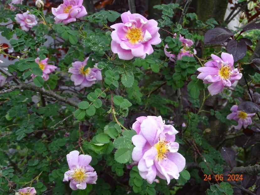  - Trandafiri 2024