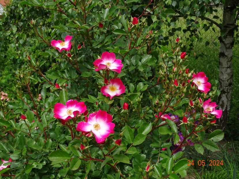  - Trandafiri 2024