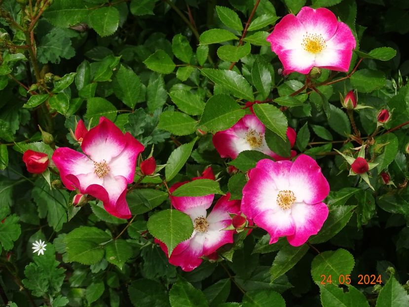  - Trandafiri 2024