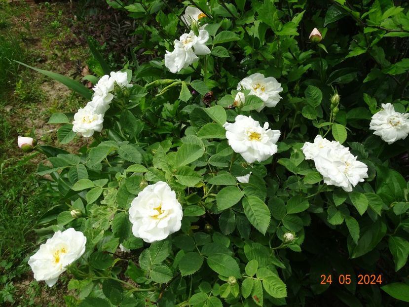  - Trandafiri 2024
