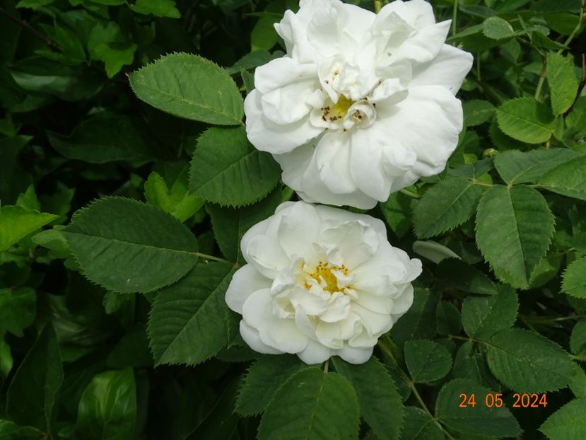  - Trandafiri 2024