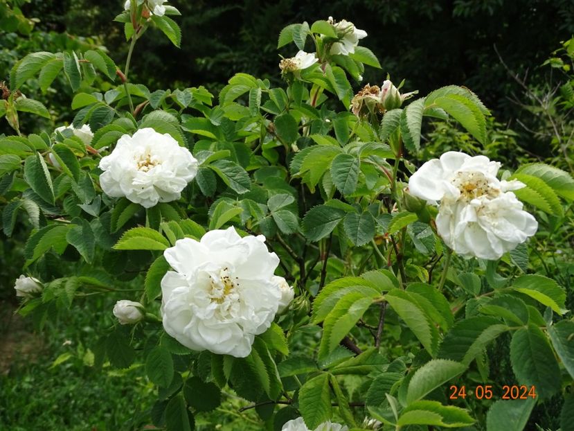  - Trandafiri 2024