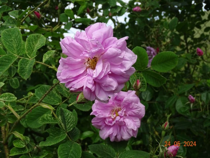  - Trandafiri 2024