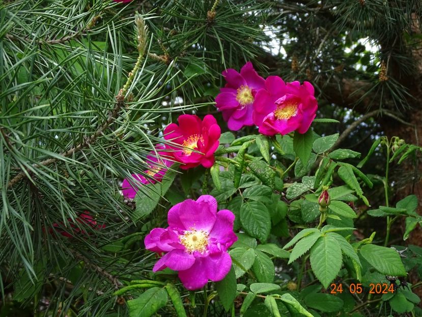  - Trandafiri 2024