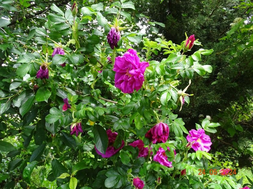 - Trandafiri 2024