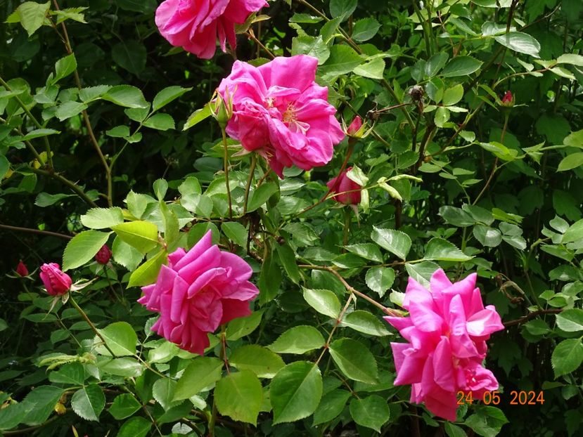  - Trandafiri 2024