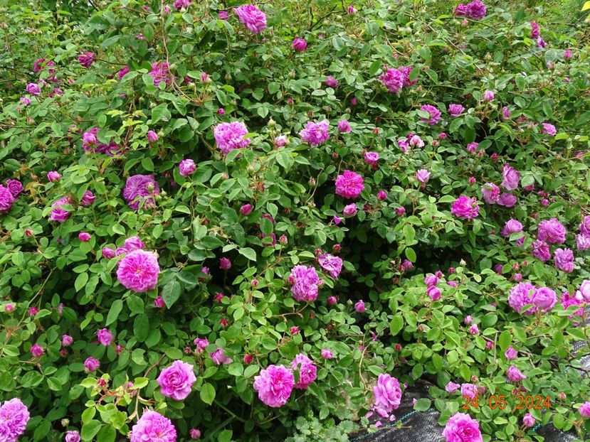  - Trandafiri 2024