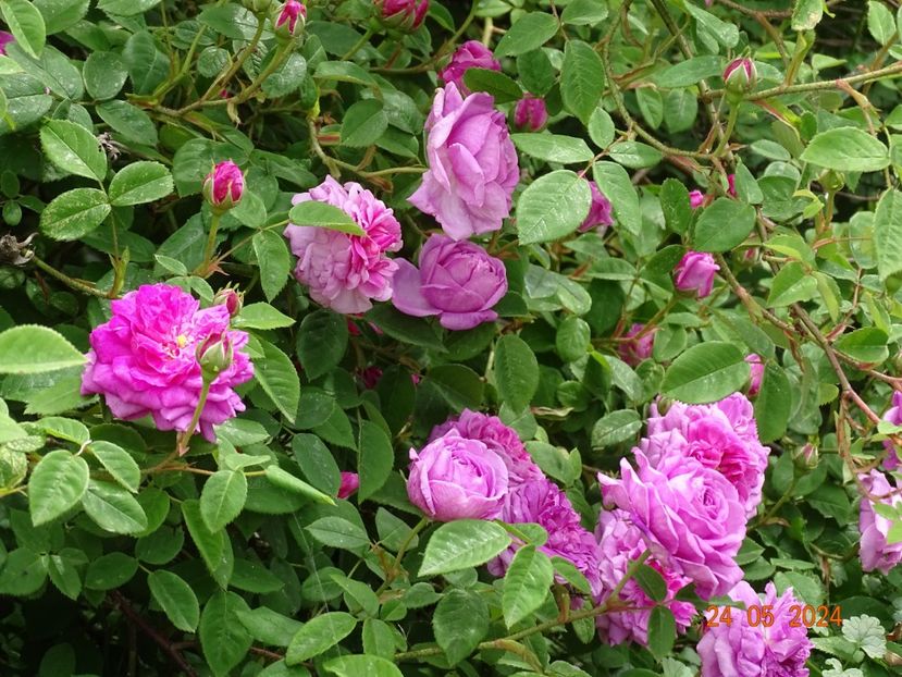  - Trandafiri 2024