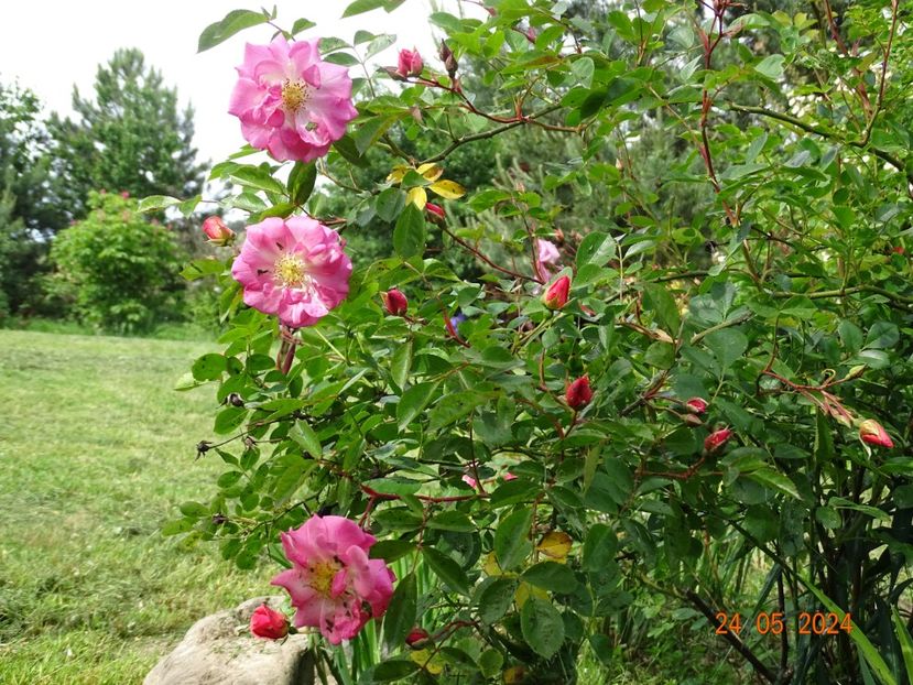  - Trandafiri 2024