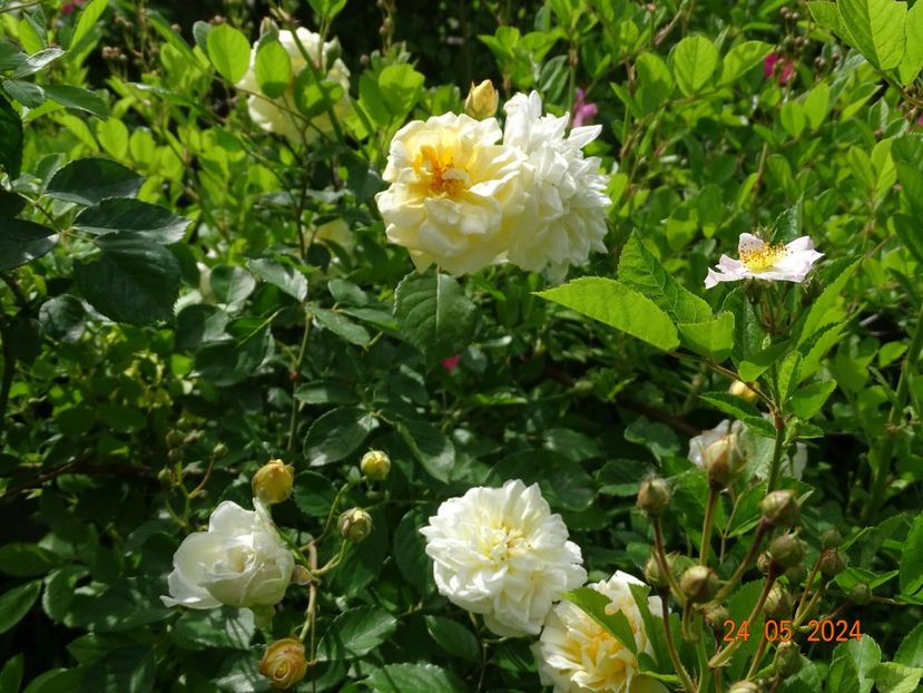  - Trandafiri 2024