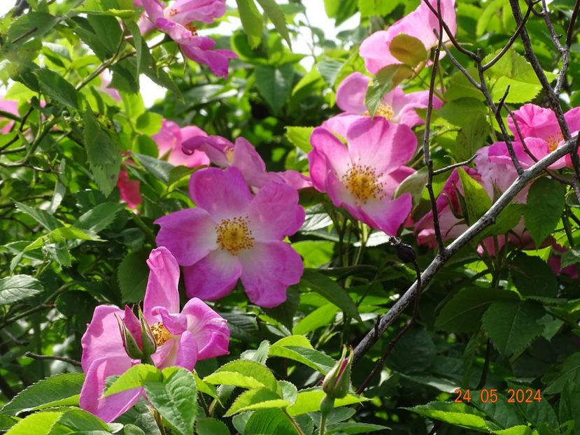  - Trandafiri 2024