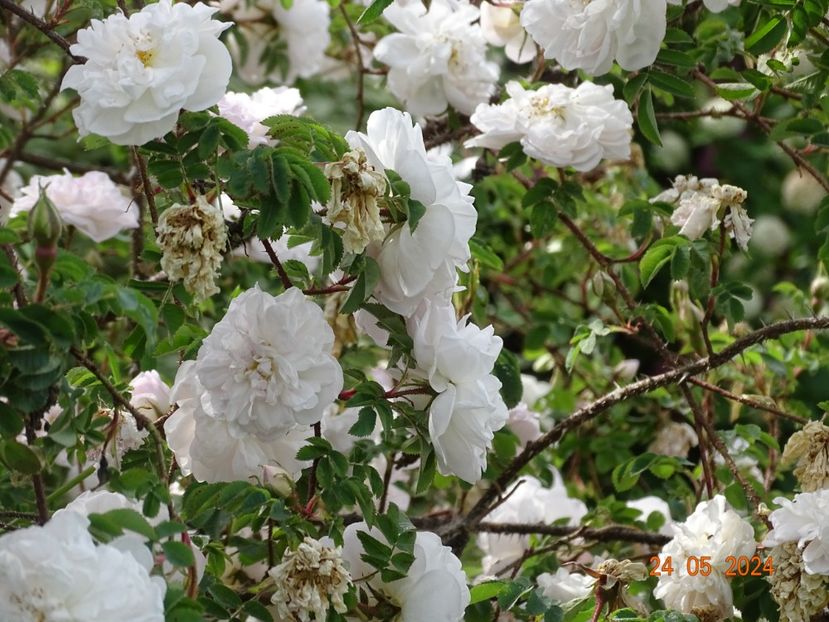  - Trandafiri 2024