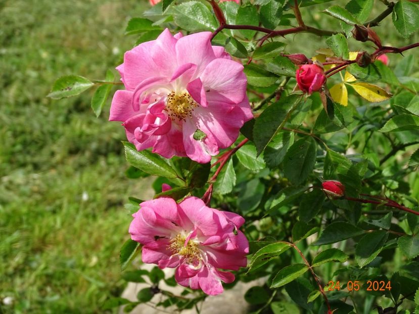  - Trandafiri 2024