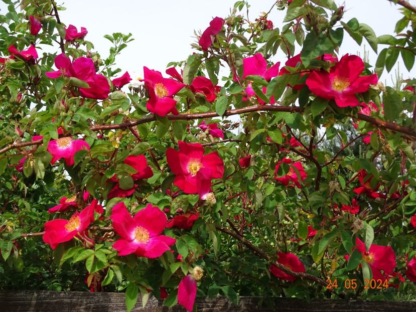 - Trandafiri 2024
