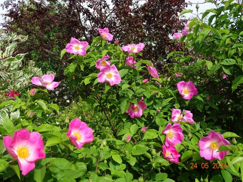  - Trandafiri 2024