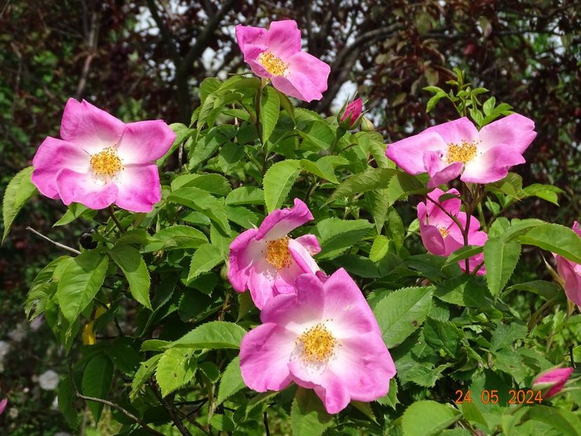  - Trandafiri 2024