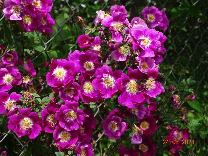  - Trandafiri 2024
