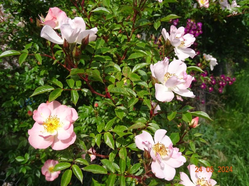  - Trandafiri 2024