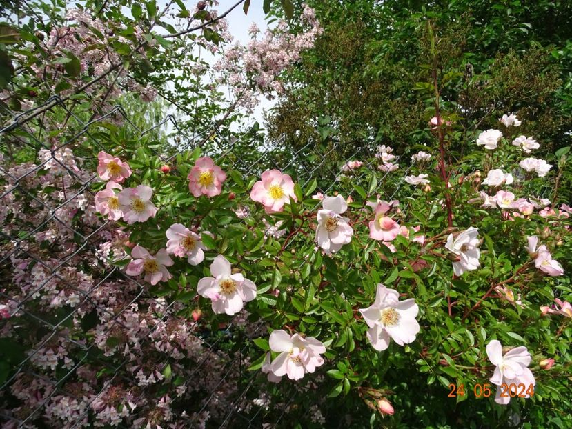  - Trandafiri 2024