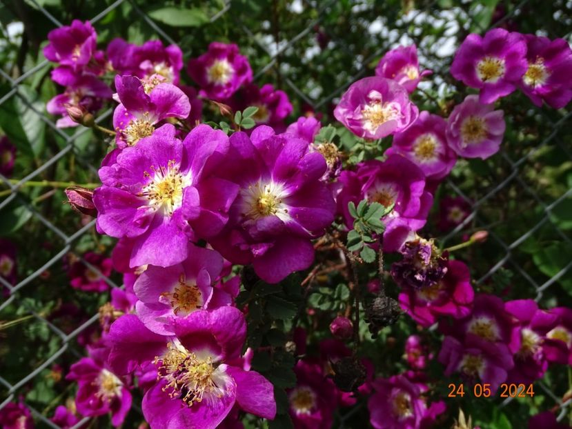  - Trandafiri 2024