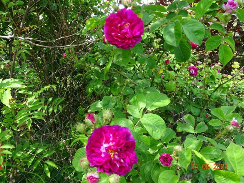  - Trandafiri 2024