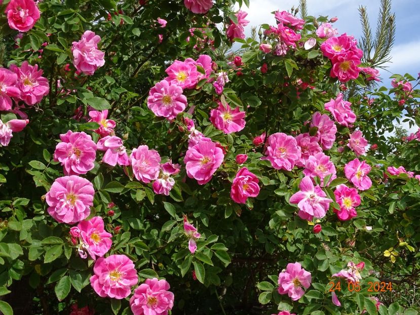  - Trandafiri 2024