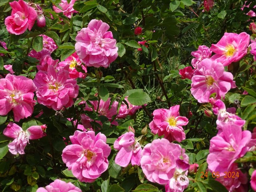  - Trandafiri 2024