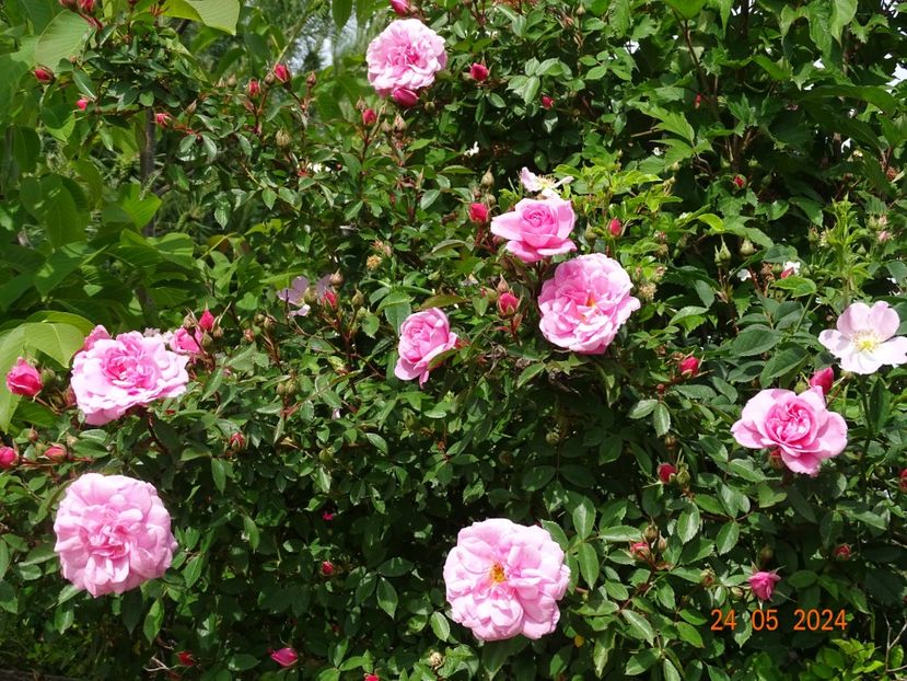  - Trandafiri 2024