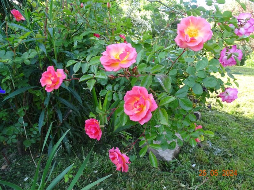  - Trandafiri 2024 2