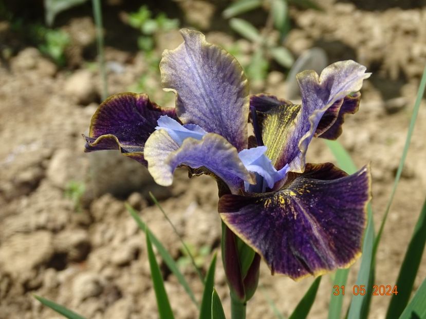 Black Joker (sibirica) - Irisi 2024 2