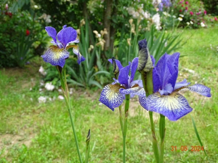 Pennywhistle (sibirica) - Irisi 2024 2