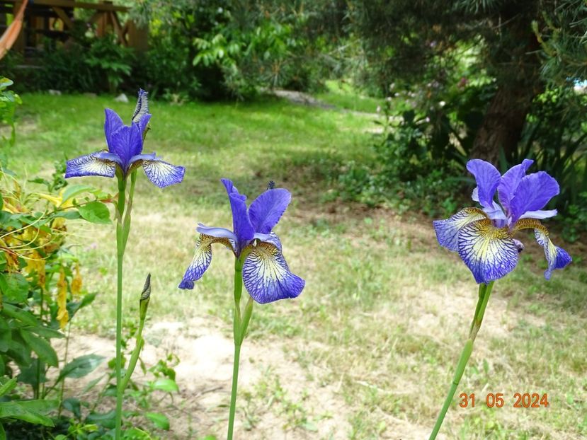 Pennywhistle (sibirica) - Irisi 2024 2