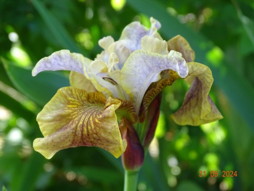 Jerry Murphy (sibirica) - Irisi 2024 2