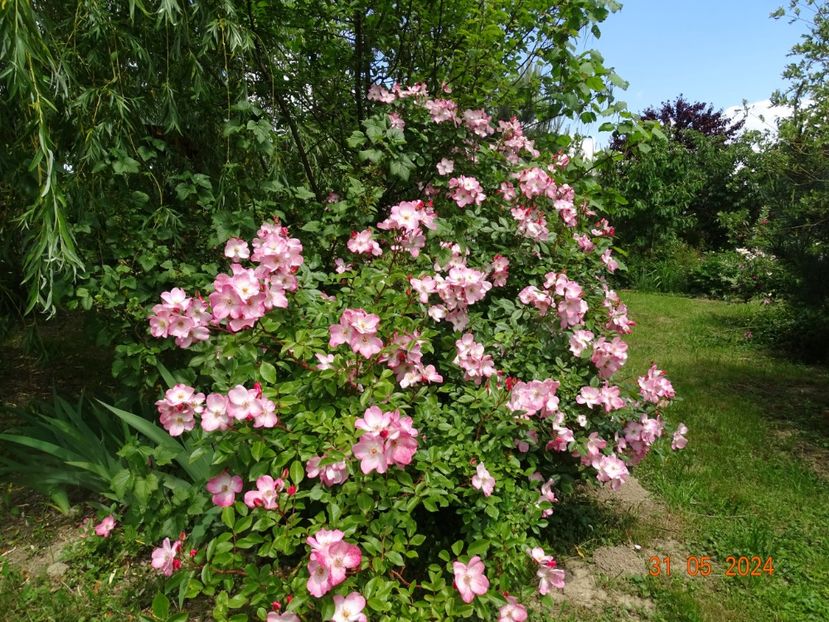  - Trandafiri 2024 2