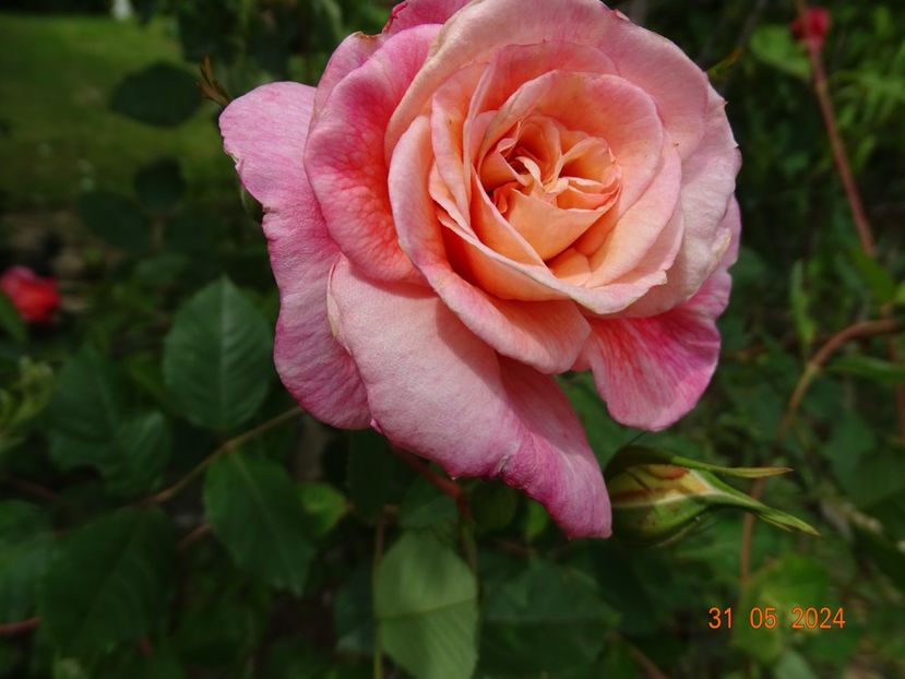  - Trandafiri 2024 2