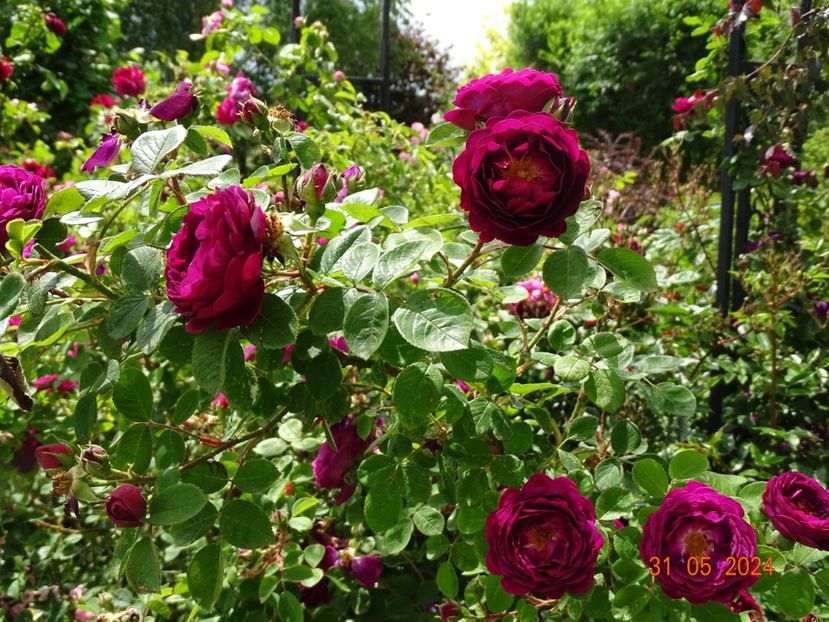  - Trandafiri 2024 2