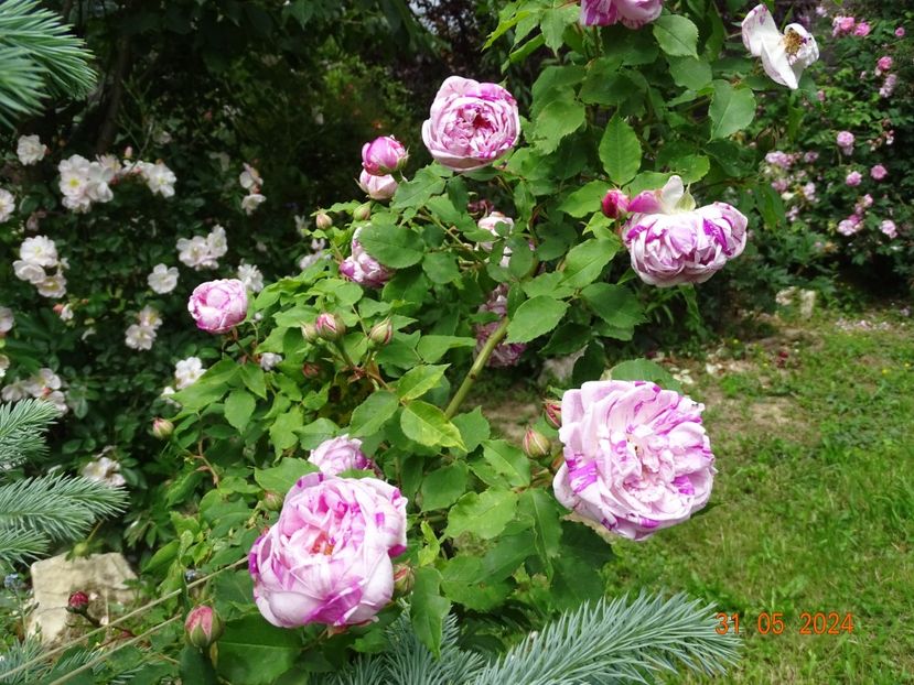  - Trandafiri 2024 2