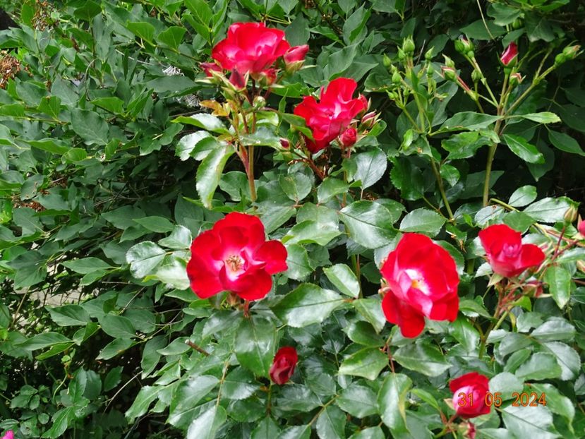  - Trandafiri 2024 2