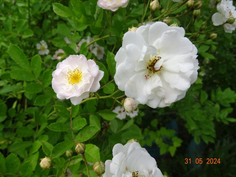  - Trandafiri 2024 2