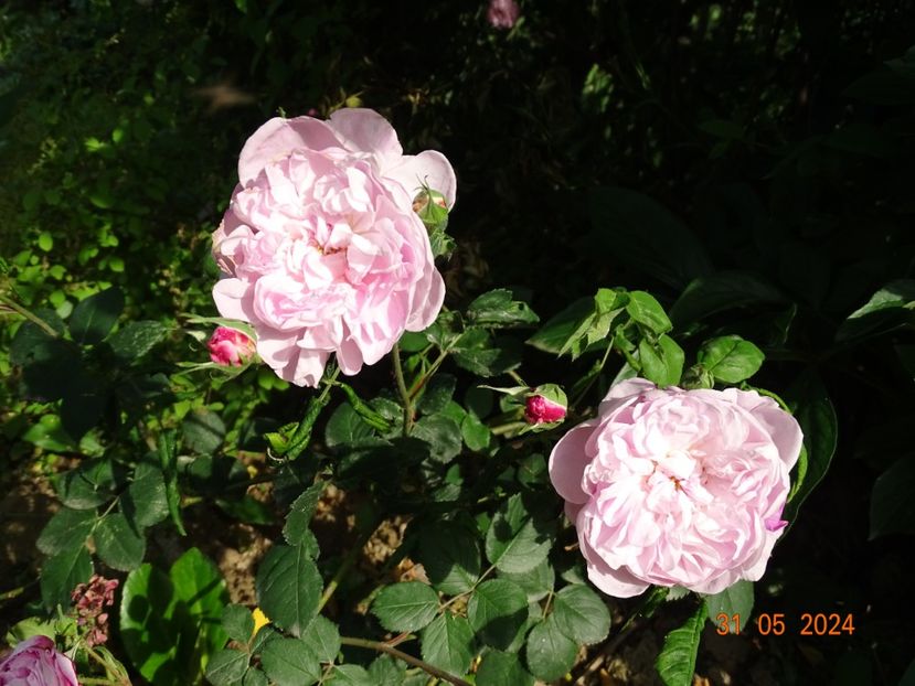  - Trandafiri 2024 2