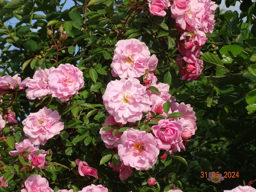  - Trandafiri 2024 2