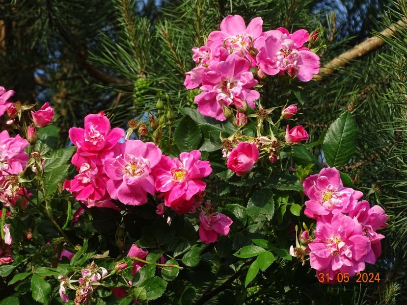  - Trandafiri 2024 2
