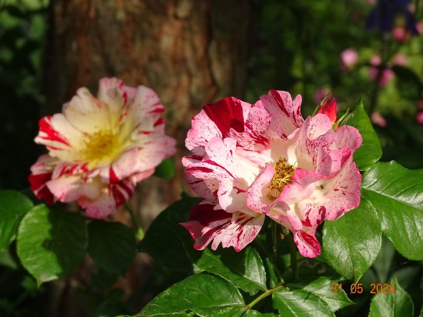  - Trandafiri 2024 2
