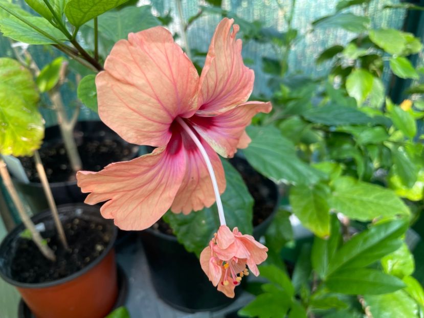  - 001 - Hibiscusi 2024 - 1