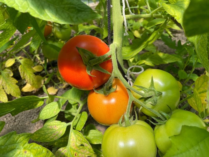  - 001 Gradina de legume 2023-2024-2025